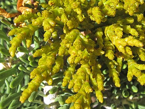 Dwarf Mistletoe (Arceuthobium abietinum)