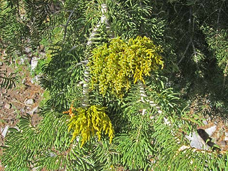 Dwarf Mistletoe (Arceuthobium abietinum)