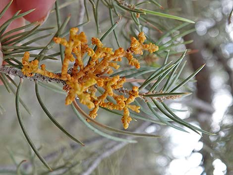 Pinyon Dwarf Mistletoe (Arceuthobium divaricatum)