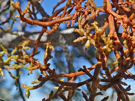 Pinyon Dwarf Mistletoe (Arceuthobium divaricatum)