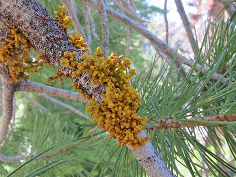 Arceuthobium cyanocarpum (limber pine dwarf mistletoe)