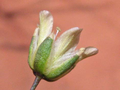 Mojave Sandwort (Arenaria macradenia)