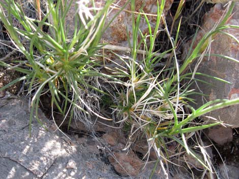 Mojave Sandwort (Arenaria macradenia)