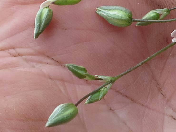 Mojave Sandwort (Arenaria macradenia)