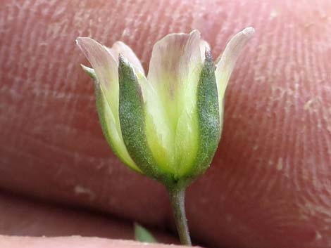 Mojave Sandwort (Arenaria macradenia)