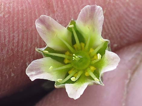 Mojave Sandwort (Arenaria macradenia)