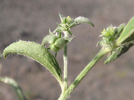 Yuma Silverbush (Ditaxis serrata)