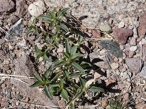 Yuma Silverbush (Ditaxis serrata)