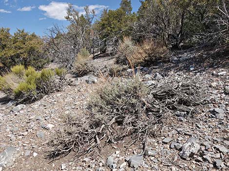 Black Sagebrush (Artemisia nova)