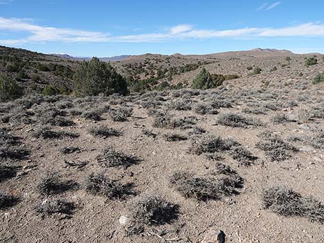 Black Sagebrush (Artemisia nova)