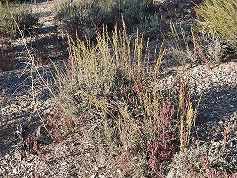 Black Sagebrush (Artemisia nova)