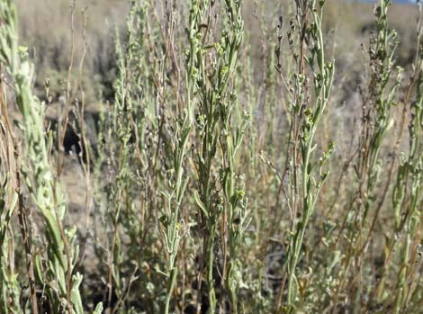 Black Sagebrush (Artemisia nova)