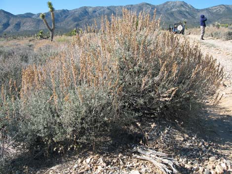 Big Sagebrush (Artemisia tridentata)