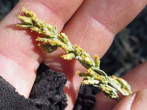 Big Sagebrush (Artemisia tridentata)