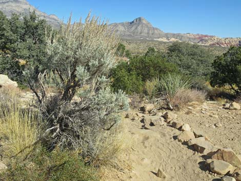 Sagebrush (Artemisia spp.)