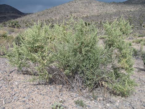 Fourwing Saltbush (Atriplex canescens)