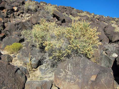 Fourwing Saltbush (Atriplex canescens)