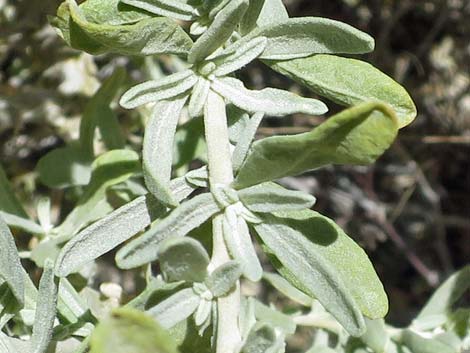 Fourwing Saltbush (Atriplex canescens)