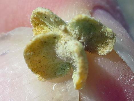 Fourwing Saltbush (Atriplex canescens)