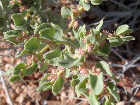 Shadscale Saltbush (Atriplex confertifolia)