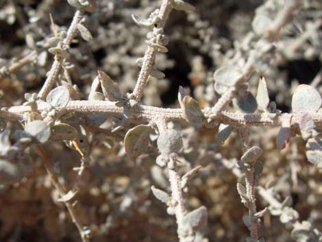 Shadscale Saltbush (Atriplex confertifolia)