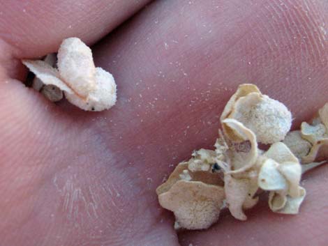 Shadscale Saltbush (Atriplex confertifolia)