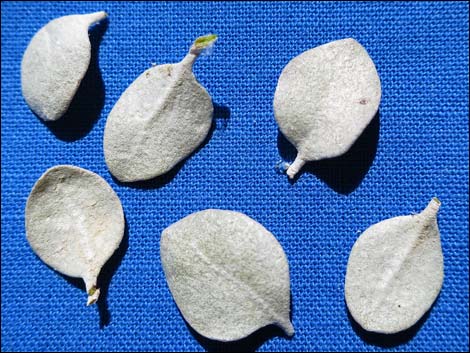 Shadscale Saltbush (Atriplex confertifolia)