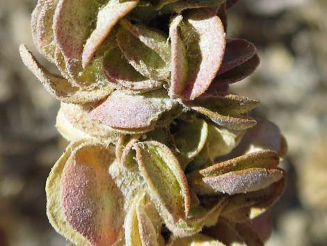 Shadscale Saltbush (Atriplex confertifolia)