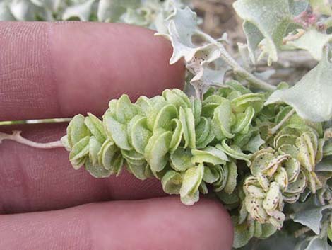 Desert-holly (Atriplex hymenelytra)