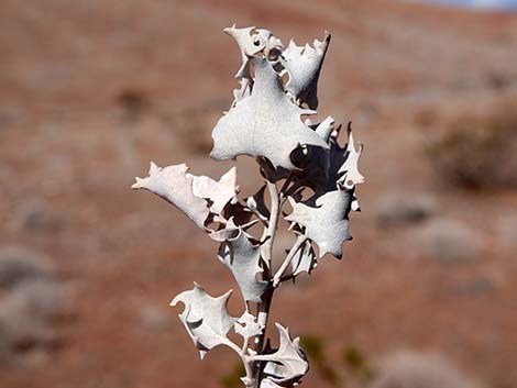 Desert-holly (Atriplex hymenelytra)