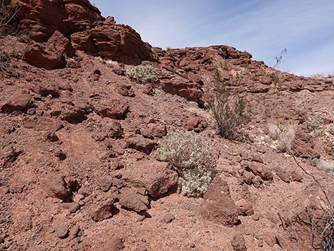 Desert-holly Saltbush (Atriplex hymenelytra)