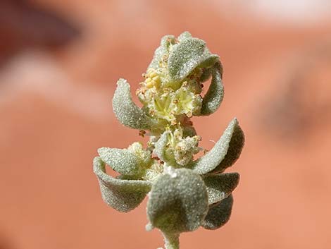 Desert-holly (Atriplex hymenelytra)