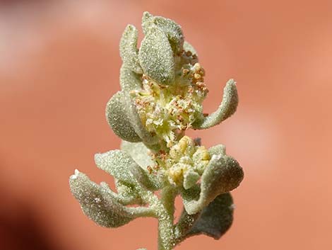 Desert-holly (Atriplex hymenelytra)