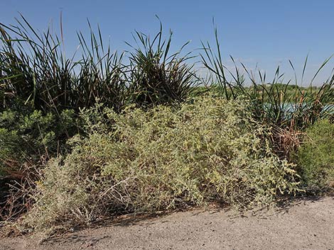 Quailbush (Atriplex lentiformis)