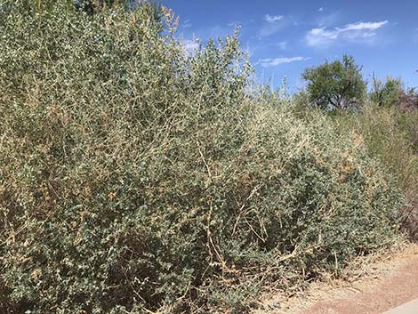 Quailbush (Atriplex lentiformis)