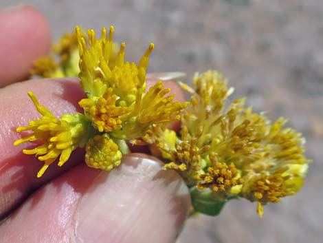 Emory Baccharis (Baccharis emoryi)