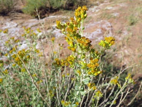 Emory Baccharis (Baccharis emoryi)