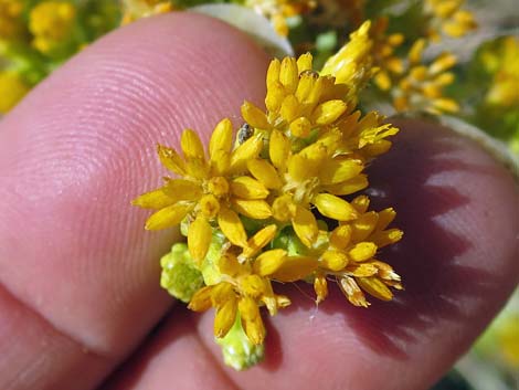 Emory Baccharis (Baccharis emoryi)