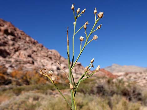 Broom Baccharis (Baccharis sarothroides