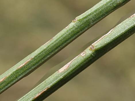 Desert Baccharis (Baccharis sergiloides)