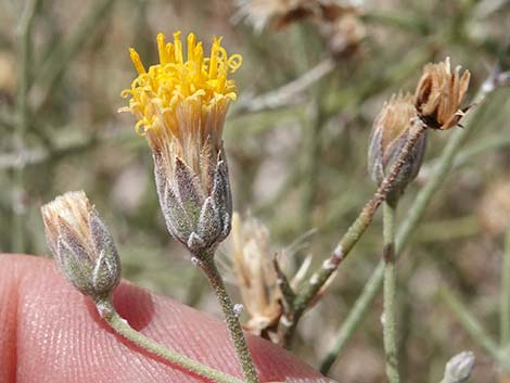 Sweetbush (Bebbia juncea)