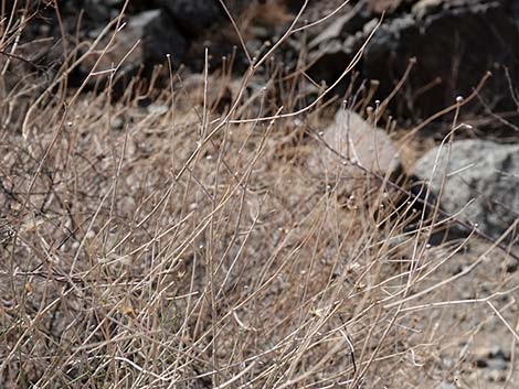 Sweetbush (Bebbia juncea)