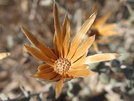 Woolly Brickellbush (Brickellia incana)