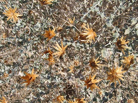 Woolly Brickellbush (Brickellia incana)