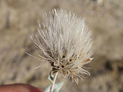 Woolly Brickellbush (Brickellia incana)