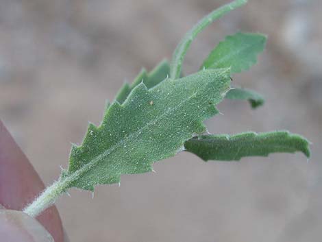 Littleleaf Brickellbush (Brickellia microphylla)