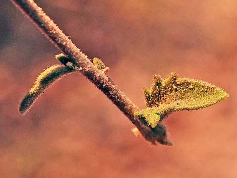 Littleleaf Brickellbush (Brickellia microphylla)