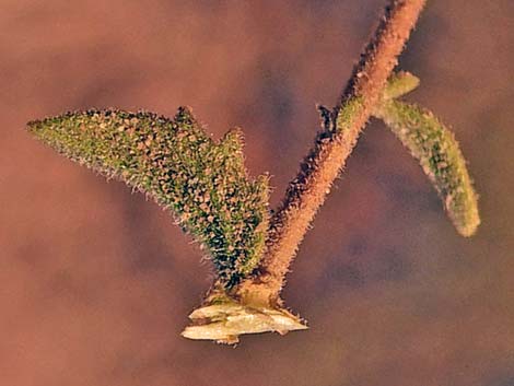 Littleleaf Brickellbush (Brickellia microphylla)