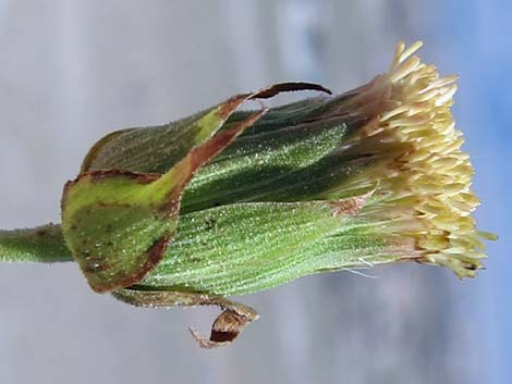 Pungent Brickellbush (Brickellia arguta)