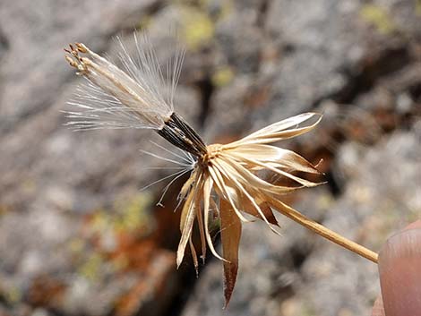 Pungent Brickellbush (Brickellia arguta)